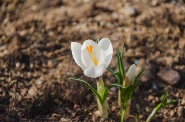 Spring crocus flower bloomed white flower