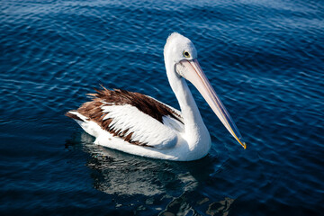 Pelican floating on the ocean's surface