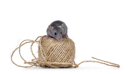 Young blue rat, sitting on top of brown spool of rough rope. Looking towards camera. Isolated on a white background.