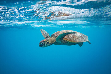 Green sea turtle swimming below the oceans surface