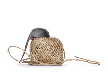 Young blue rat, sitting on top of brown spool of rough rope. Hiding head in spool. Isolated on a white background.