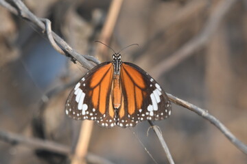 butterfly on a tree