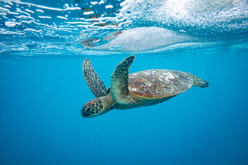 Green sea turtle swimming below the oceans surface