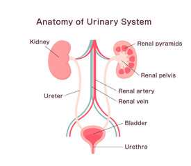 Anatomy of Urinary System. Vector illustration.