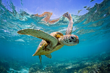 Small green sea turtle swimming below the oceans surface