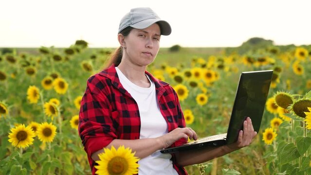 agriculture, woman farmer working sunflower field with computer, farmer typing laptop keyboard, agroindustry workforce digital, farm admin laptop, agroindustry innovation, sunflower harvest planning