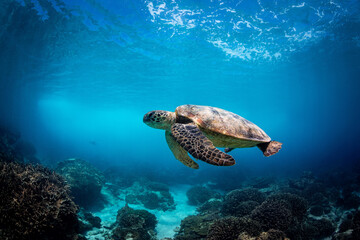 Beautiful sea turtle swims in a blue tropical lagoon