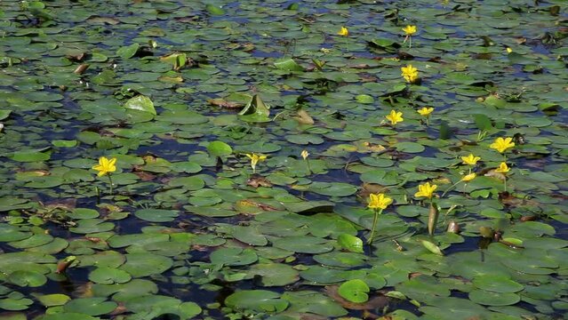 The fringed water-lily cover the water surface in Kopacki rit
