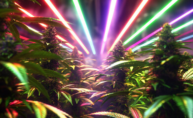 Growing Cannabis Buds in LED Light - obrazy, fototapety, plakaty