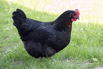 A feathered creature with a red comb, clucking and pecking, foraging in the yard, lays eggs.
