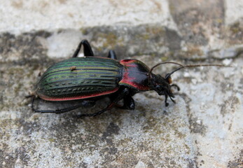 Heidelaufkäfer, Carabus nitens Laufkäfer