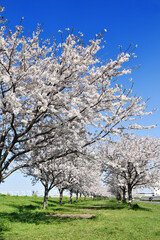 市川市の矢切取水場横の桜並木
