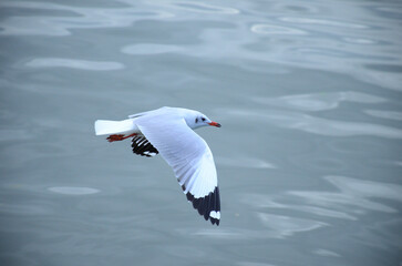seagull in flight