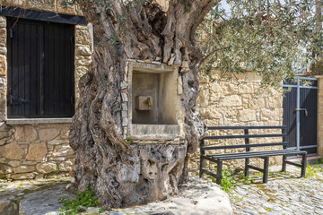 Big old olive tree trunk with water tap inside in Cyprus village