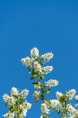 White flowers grow on the branches of Amelanchier canadensis, rowan, serviceberry or June tree against blue sky. Selective focus close up. Landscape for any wallpaper. There is space for text