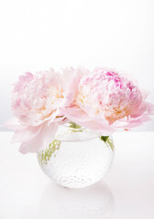 Delicate white-pink peonies in a round glass vase on a white background. Fragrant pink petals. Beauty, wedding, mothers day concept