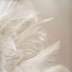 White Feathers Close-Up with Soft Texture