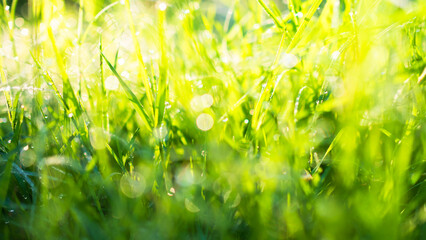 Grass Bokeh Background, Blur Field Green Spring Overlay Sun Day Nature Plant Summer Lawn Foliage...