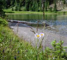 Obraz na płótnie Canvas Mountain daisy by Shadow lake. Mount Rainier National Park. Washington State.
