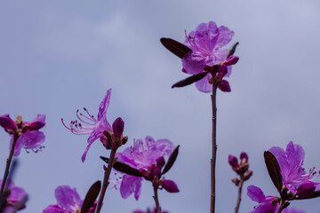 Purple rhododendron flowers on a blue sky background