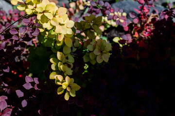 Branch of barberry with green leaves and red berries in the garden