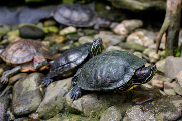 turtles in the park, close-up of red-eared slider