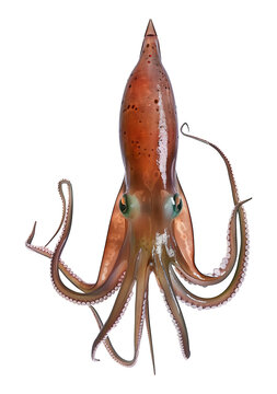 recommend clip art: Squid Isolated on Transparent Background
                    