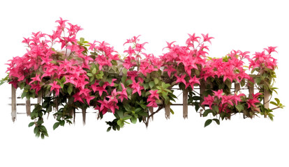 Tropical Flower shrub bush fence tree isolated on transparent and white background.PNG image.