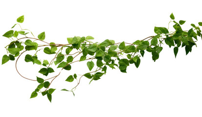 Fototapeta premium vine plant climbing isolated on transparent and white background.PNG image. 