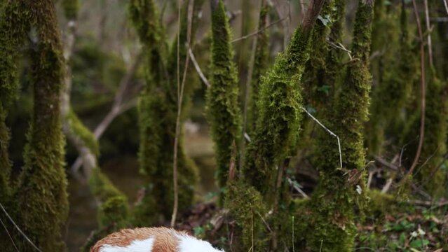 A curious Jack Russell Terrier dog explores a lush forest, alert gaze in nature. Surrounded by mossy trees, the canine adventurer enjoys the serene wilderness
