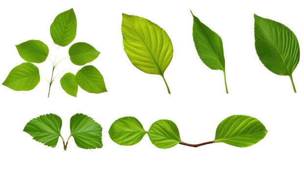 green leafs isolated on transparent and white background.PNG image.