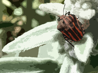 Realistic illustration of the Striped Shield Bug or Italian Stripe Bug.