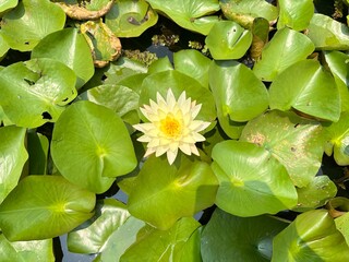 Photograph of lotus flowers blooming