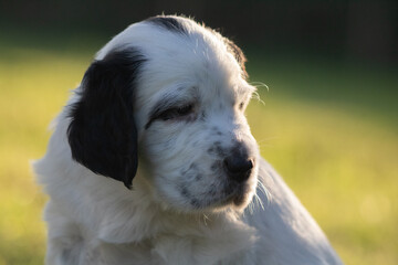 portrait of playful cute english setter baby puppy in sunlight