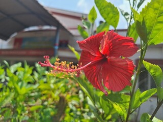 Hibiscus rosa-sinensis is a plant that thrives and is widely used as a living fence and ornamental plant in subtropical and tropical regions