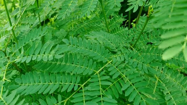 white leadtree, white popinac, leaf background