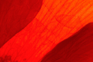 Sunlight shines through the red petals of the poppy. Abstract red background. To add text. Abstract...
