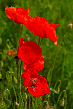Red poppy flowers. Blooming red poppies against a background of green grass on a sunny summer day. Natural summer background. Meadow flowers.  Seasons. Close-up.
        