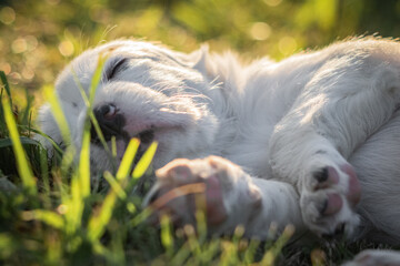 portrait of cute english setter baby lying in meadow, sleeping