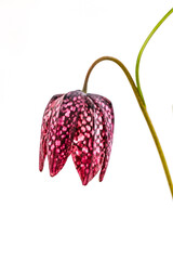 Snakeshead Fritillary Flowers In A Village Show