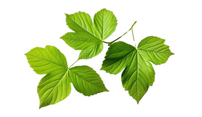 New green leaves on a linden branch.isolated on transparent and white background.PNG image.