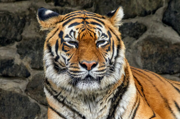  face of a large striped tiger