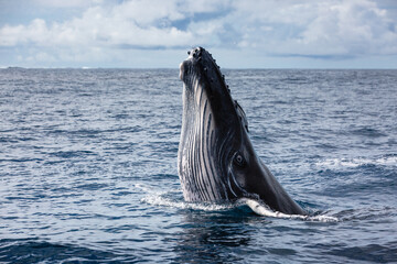Humpback whale breaching out from the ocean's surface