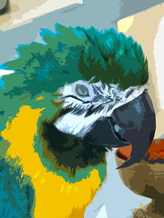 Realistic illustration of the colorful Blue-throated Macaw.