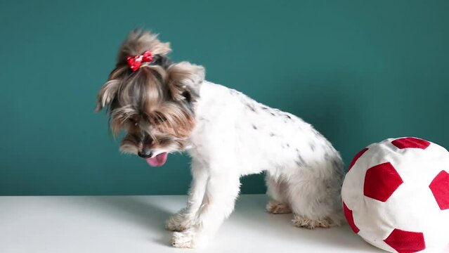 Cute photo of a Yorkshire Terrier dog with a ball on a green background
