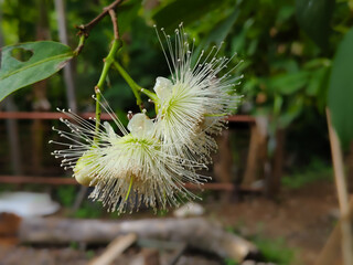 close up of water apple flowers blooming on a tree