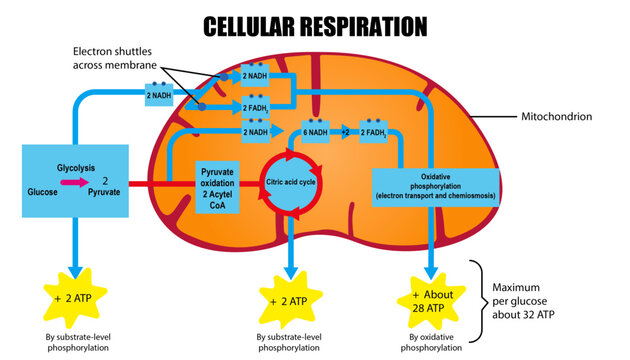Illustration of Cellular respiration diagram drawing