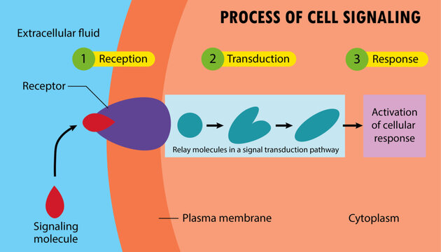 Illustration Steps of cell signaling diagram