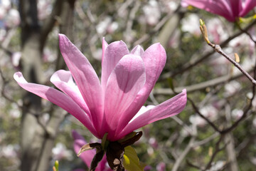 Beautiful pink magnolia flowers on tree. Magnolia blooms in spring garden Blooming magnolia, tulip tree. Magnolia Sulanjana close-up spring background Close-up of beautiful flower First spring flowers - 781947191