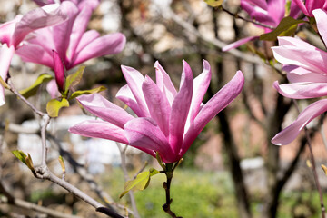 Beautiful pink magnolia flowers on tree. Magnolia blooms in spring garden Blooming magnolia, tulip tree. Magnolia Sulanjana close-up spring background Close-up of beautiful flower First spring flowers - 781947196